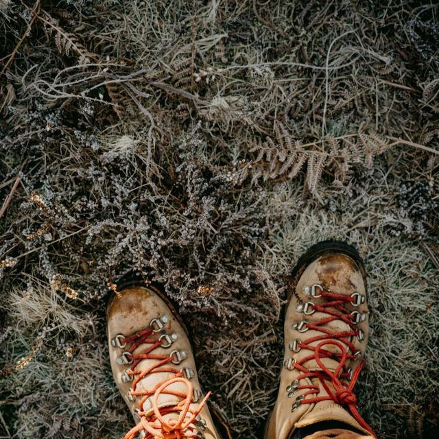 Worn leather hiking boots on a heather-covered trail